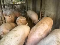 Хукмода, Хукҳо — акс 2