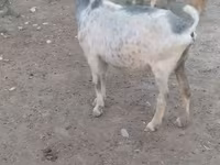 Cabras (lote, sexo no especificado), Cabras — foto 5