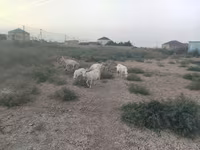 بز ماده, بز — عکس 3