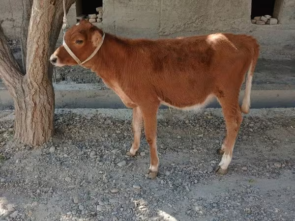 گاو ماده, گاو