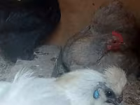 Chickens — عکس 1