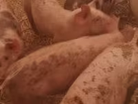 Scrofa, Крупная белая — foto 3