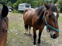 Kısrak, Međimurje horse — foto 2