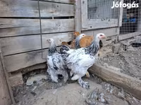 Brahma — foto 2