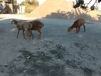 Kambing betina, Sheep — foto 1