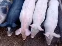 Babi betina, Крупная белая — foto 3