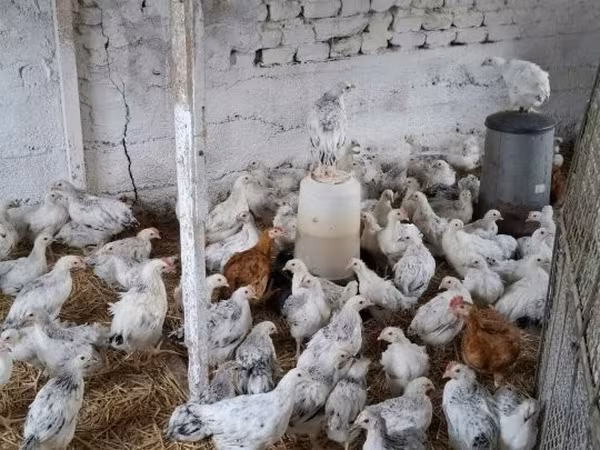 Chickens