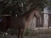 اسب نر, Kazakh horse — عکس 6