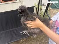 Silkie — foto 3