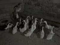 Geese — फ़ोटो 5