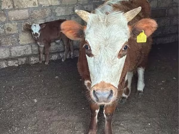 Vacă, Latvian Blue cattle
