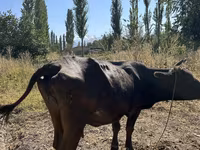 گاو ماده, Swiss cattle — عکس 1