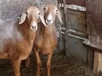 Ovce, Arashan sheep — foto 2