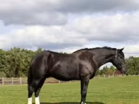 Kůň, Percheron — foto 5