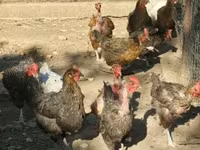 Chickens — zdjęcie 1