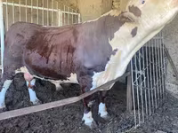 گاو نر, Simmental cattle — عکس 3
