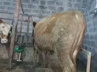 Lembu jantan, Cattle — foto 2