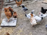 Chickens — ảnh 7