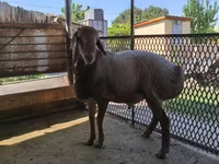 میش, Arashan sheep — عکس 3