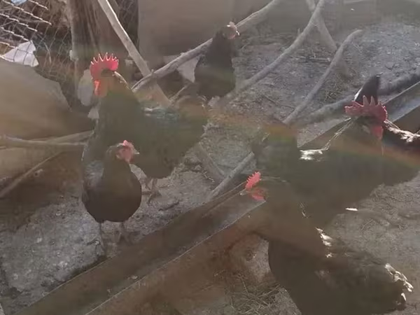Chickens — Armenia