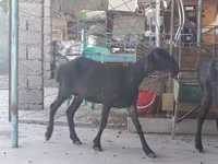 Буз, Бузҳо — акс 4