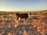 Αγελάδα, Simmental cattle — φωτογραφία 5