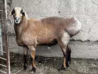 مینڈھا, بھیڑیں — تصویر 1