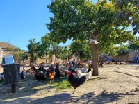 Chickens — foto 3