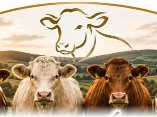 Cattle (batch, sex not specified), Cattle