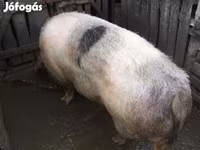 Säue, Schweine — Foto 1
