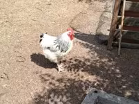 Chickens — акс 3