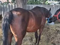 Kuda betina, Horses — foto 3
