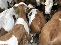 Tyre, Simmental cattle — foto 4