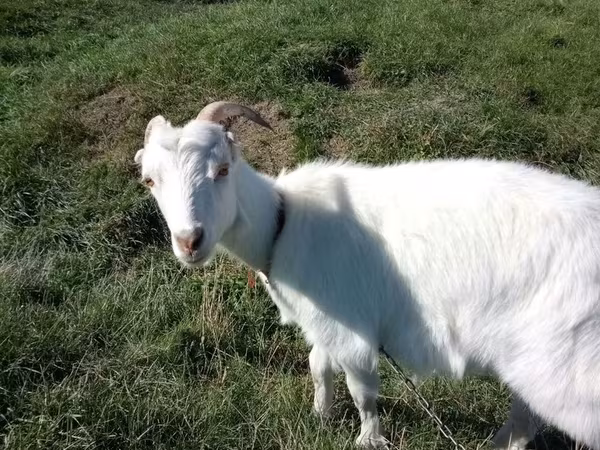 Koza, LaMancha goats — Mołdawia