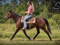مادیان, Quarter Horse — عکس 3