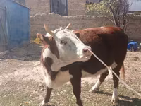 Krava, Latvian Blue cattle — foto 1