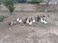 جرمن پکین — عکس 7