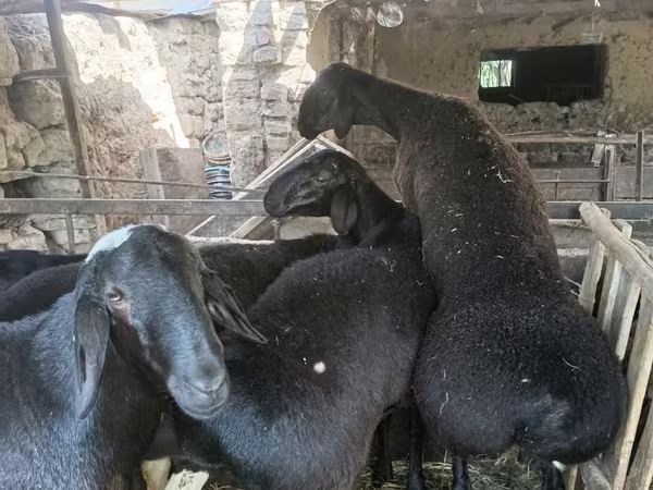 قوچ, Rhon sheep