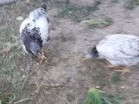 Chickens — تصویر 3
