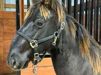 Horse (M), Rocky Mountain Horse — photo 5
