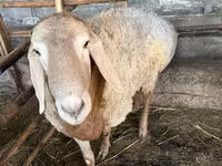 Beran, Arashan sheep — foto 2