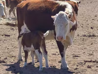 گاو ماده, Latvian Blue cattle — عکس 1