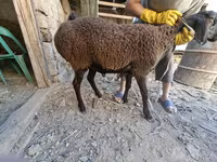 قوچ, گوسفند — عکس 6