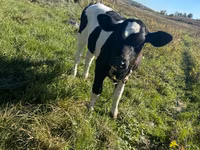 Ko, Russian Black pied cattle — foto 1