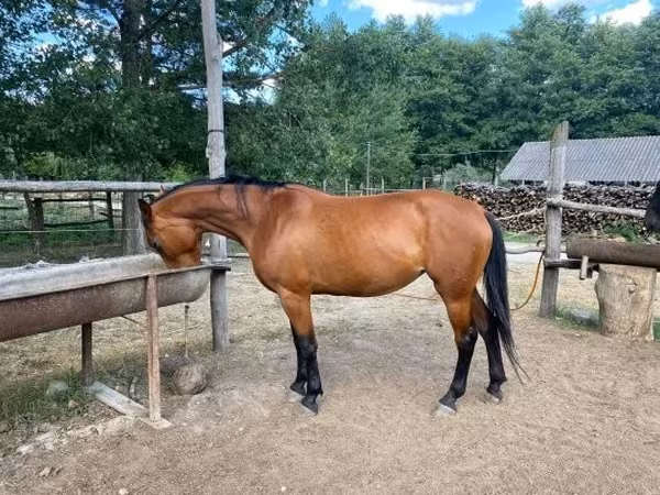 Cavalla, Nonius horse