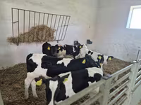 Toro, Russian Black pied cattle — foto 3