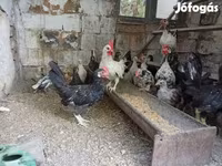 Үнді жүгіргіш — 1-сурет