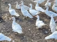 Geese — foto 2