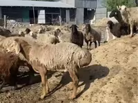 숫양, 양 — 사진 2
