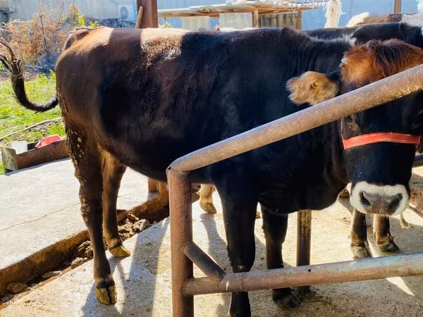 Cow, Aberdeen-Angus
